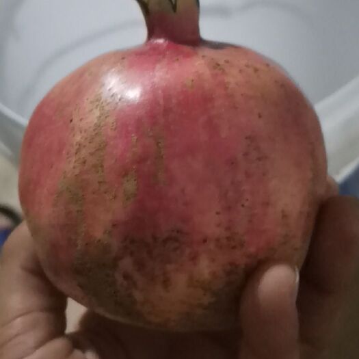 蒙自市蒙自石榴  蒙自甜石榴
