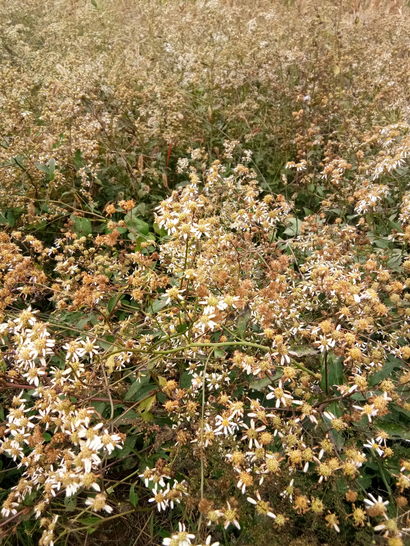 山芹种子  东风菜   大耳毛  种子