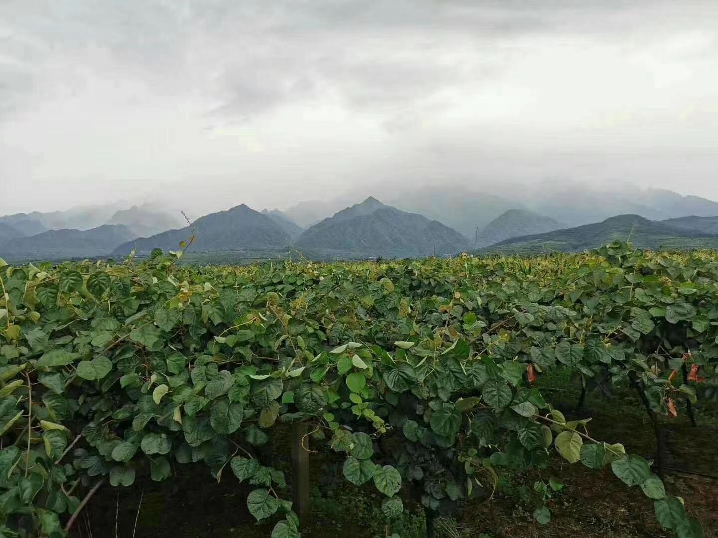 中国猕猴桃之乡–陕西眉县 秦岭山下种植无公害富硒猕猴桃