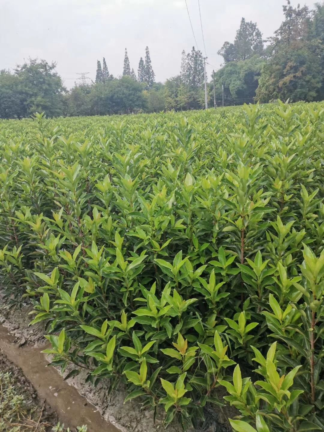 法國冬青大量出售基地直髮有需要的老闆直接和我聯繫