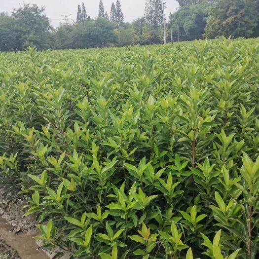 都江堰市 苗圃直供各规格精品法国冬青，量大从优，欢迎来电咨询