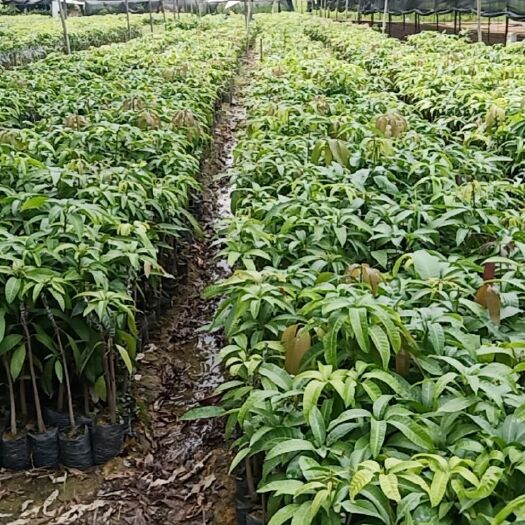 百色金煌芒果苗平均单果1200克，成熟时果皮橙黄色，糖分含17%