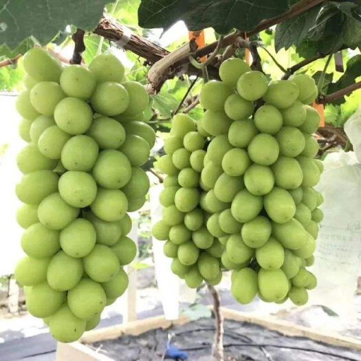 太康县葡萄苗，阳光玫瑰葡萄苗，蓝宝石葡萄苗