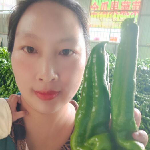 费县青泡椒  301辣椒 光泽度好 直溜 量大需要的老板联系了