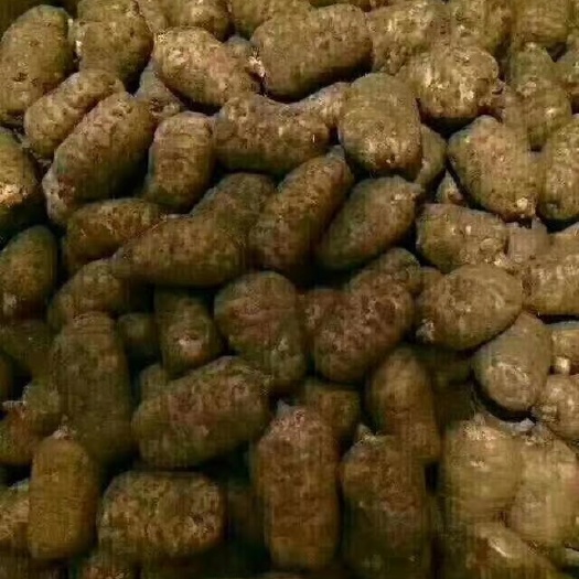 彝良县昭通天麻  昭通小草坝天麻