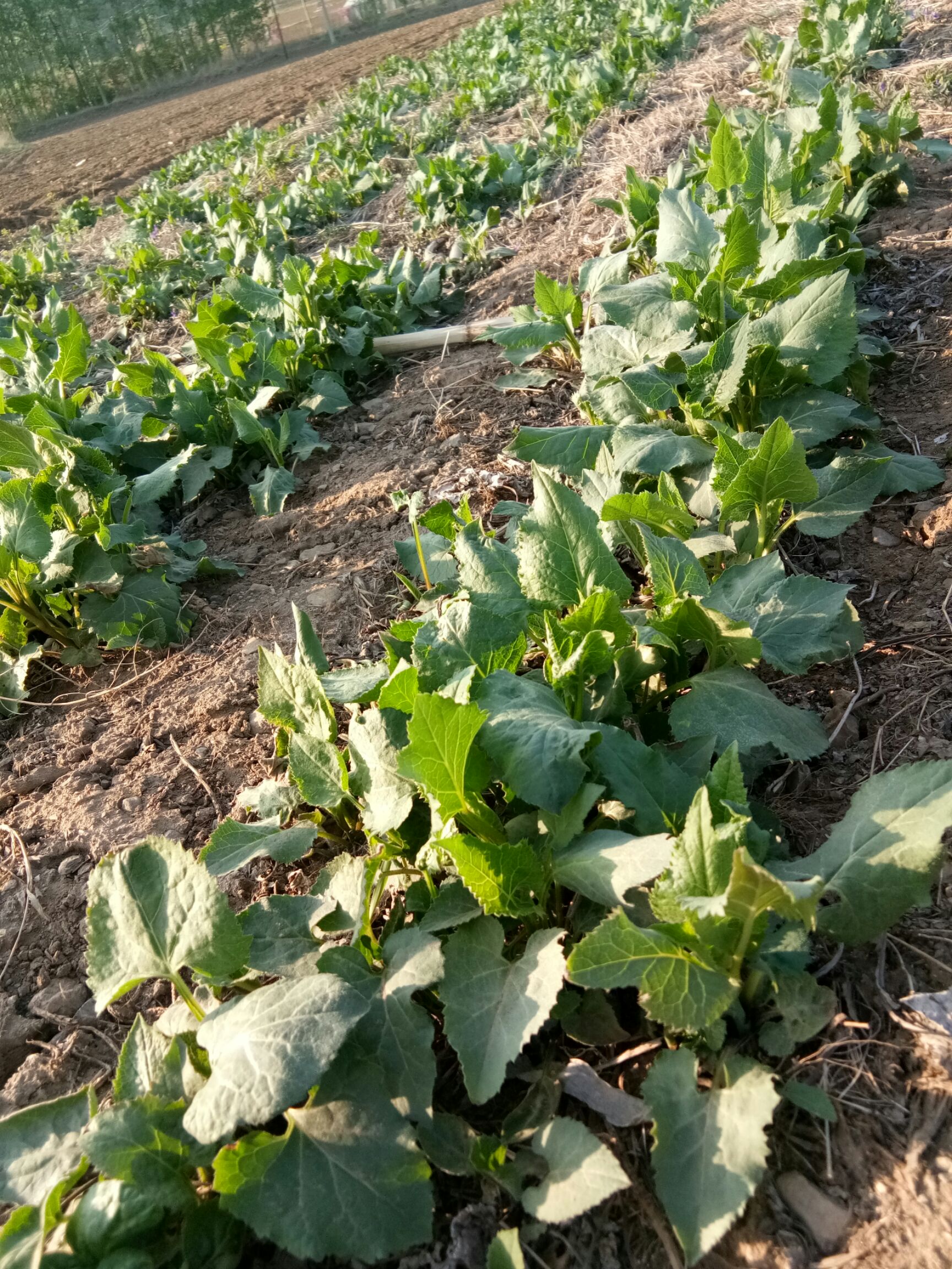 山芹种子  东风菜   大耳毛  种子