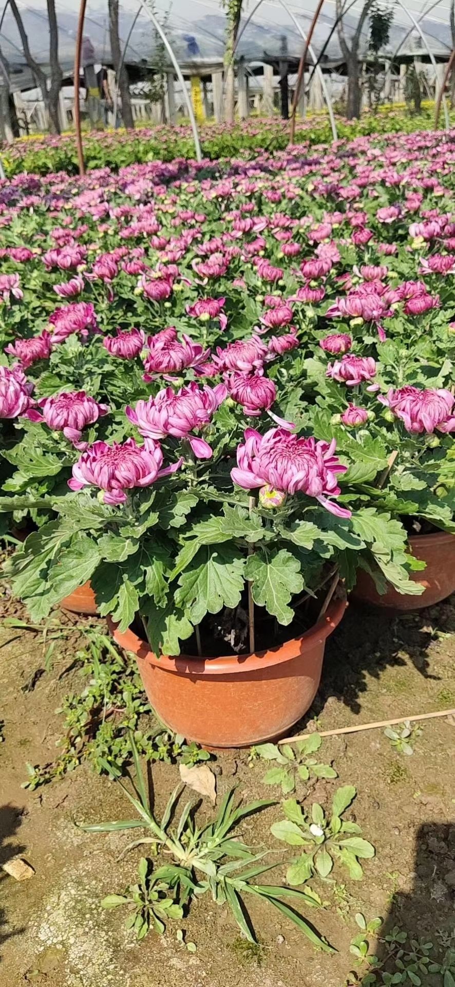 国庆菊  万亩菊花种植基地