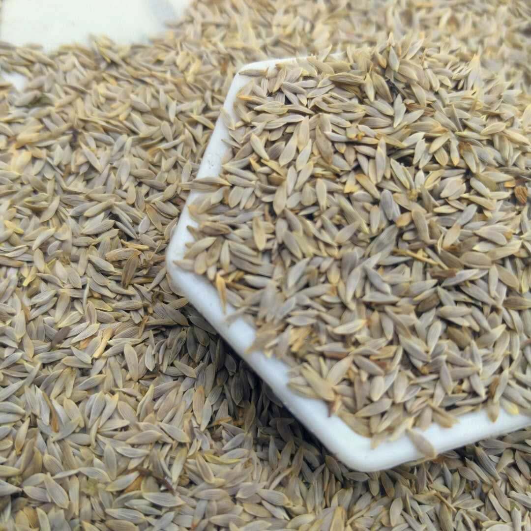 白芥子  白巨胜