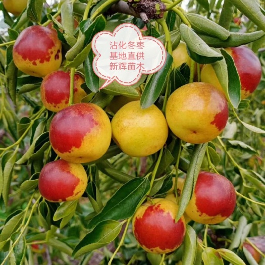 濱州正宗沾化冬棗，品嘗不一樣的鮮果基地直采發(fā)貨。