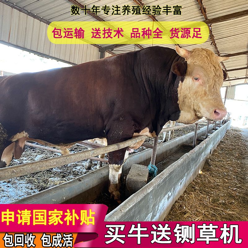 鲁西黄牛  买好牛联系我 包技术