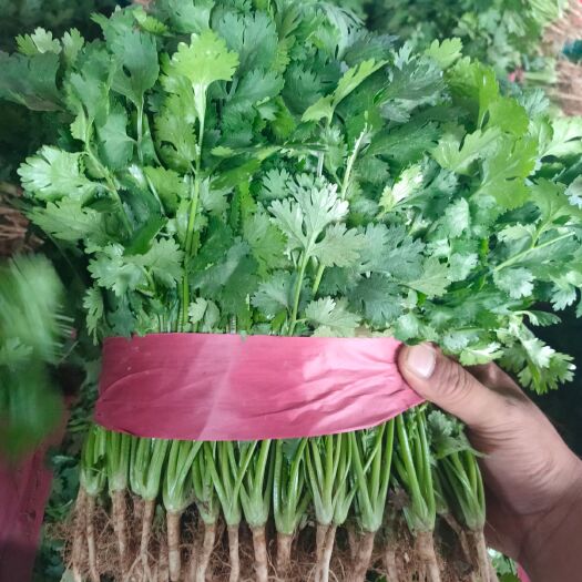 滑县精品大叶香菜，一手货源，质量保证，视频看货