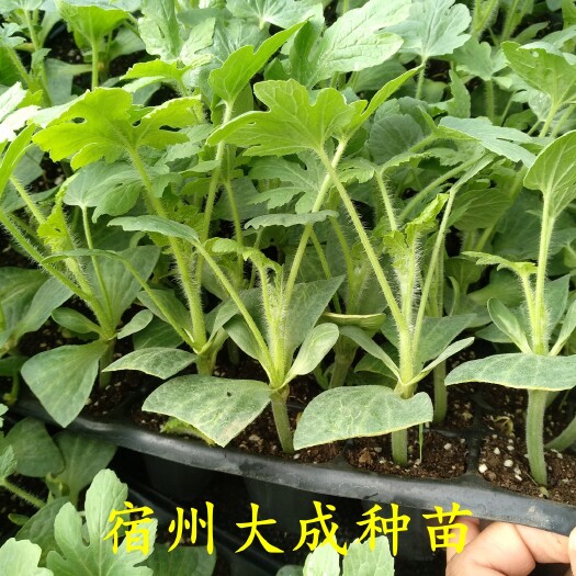 宿州早佳8424西瓜苗  8424西瓜苗
