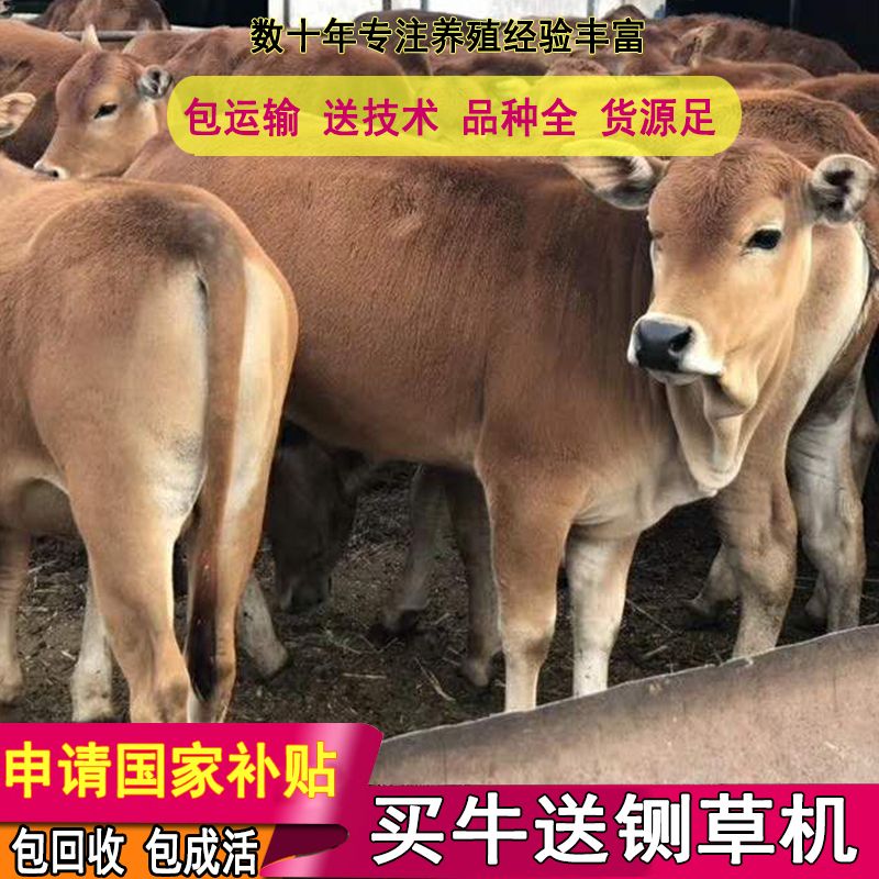 鲁西黄牛  买好牛联系我 包技术