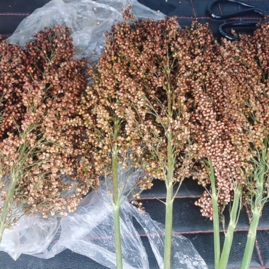 邓州市红缨子高粱 优质红樱子