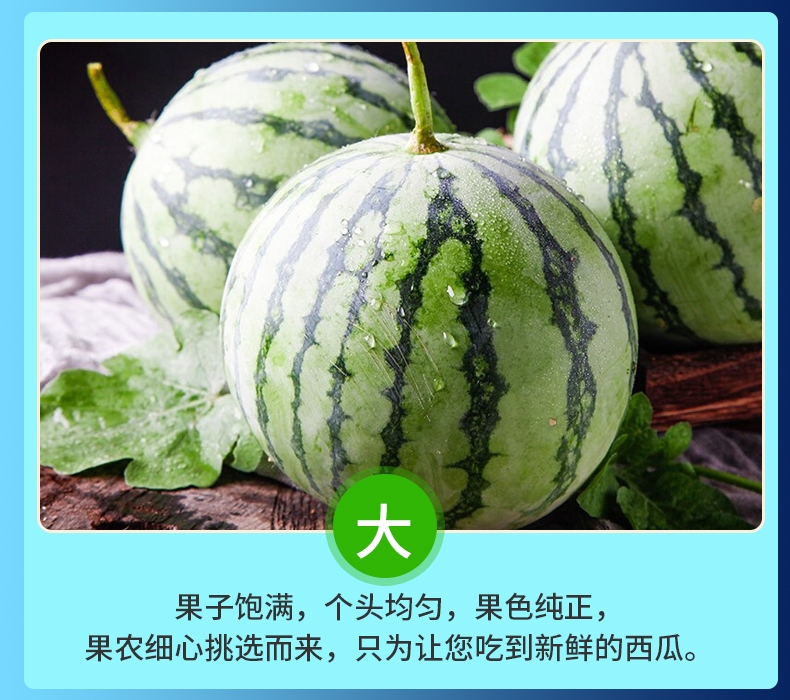 8424西瓜  上海产地美都8424麒麟西瓜红肉花皮甜度高