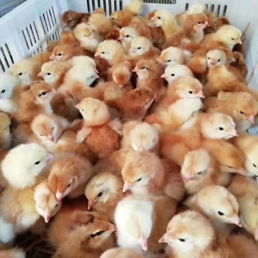 衡阳九斤黄鸡苗  蛋鸡苗红毛蛋鸡母苗快大红鸡苗九斤红鸡肉鸡苗38