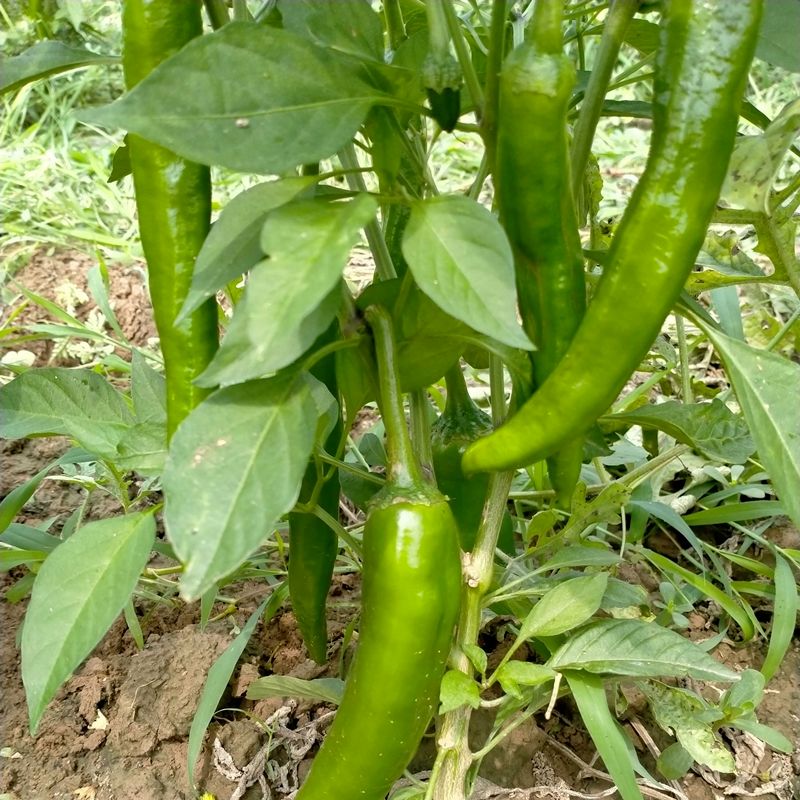 长椒  本地青椒辣椒农家自种当地新鲜蔬菜露天种植
