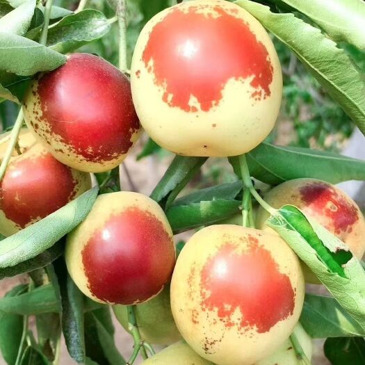 滨州冬枣 直口 10g以下 