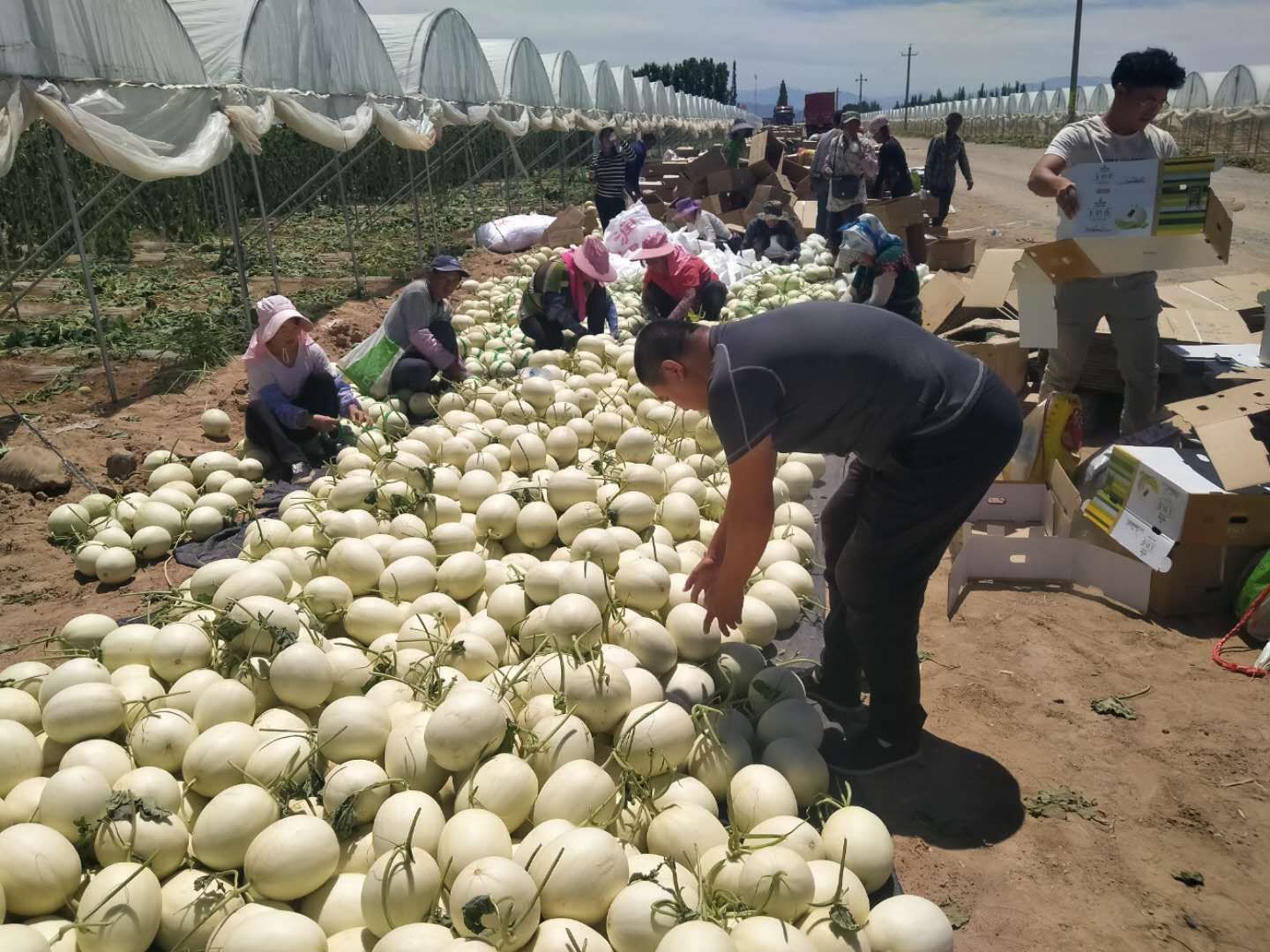 甘肃酒泉玉门玉菇甜瓜 产地直发 新鲜瓜果 优质甜瓜 花海蜜瓜