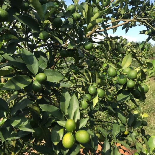 兴业县桂林金桔 黄金桔🍊一个月左右上市、2000亩的靓货