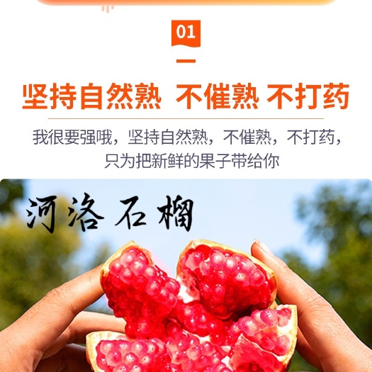 巩义市南河渡软籽石榴  河洛突尼斯软籽甜石榴