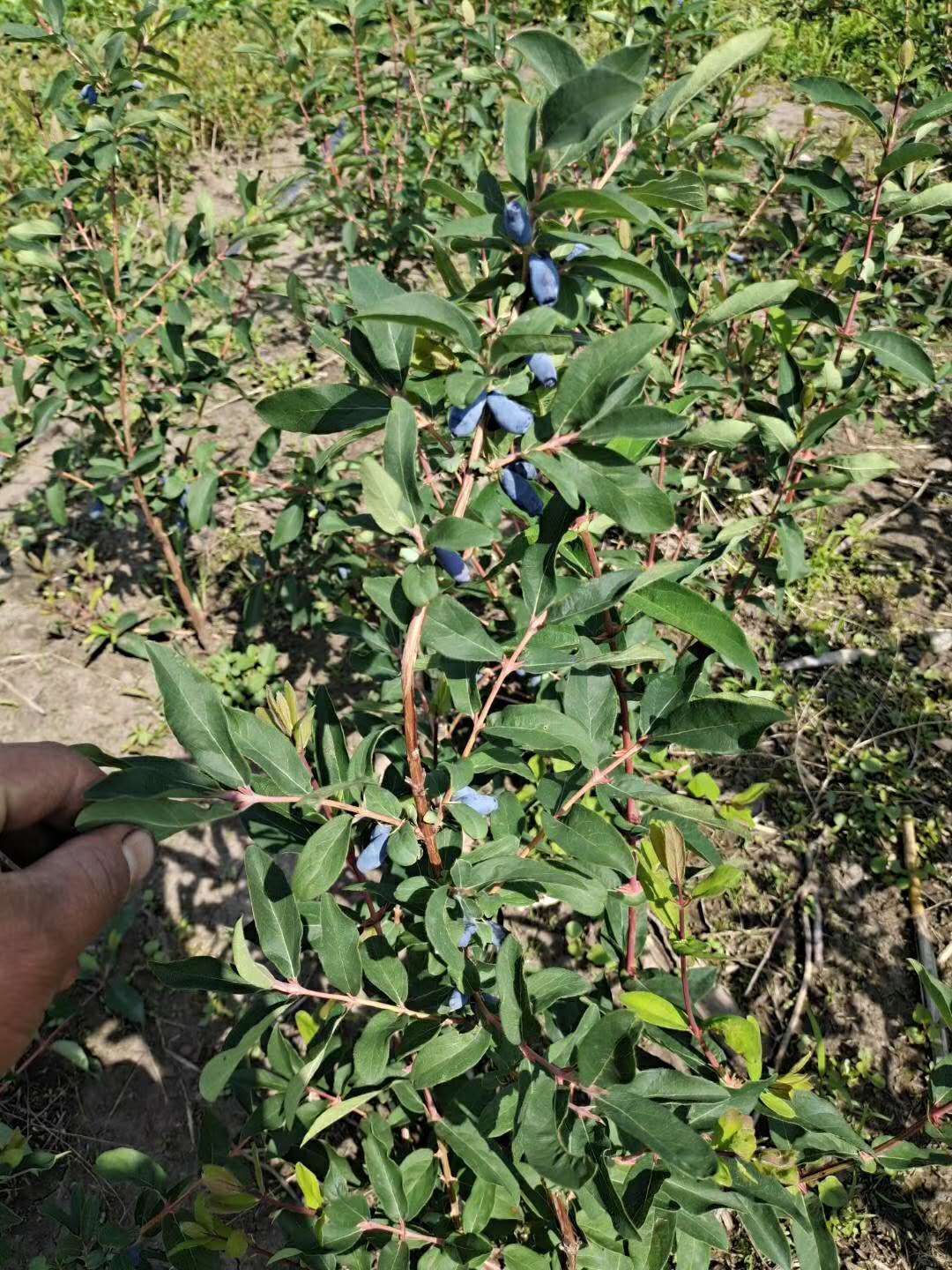 蓝靛果苗  蓝靛果树苗 山茄子苗品种齐全高度抗寒苗基