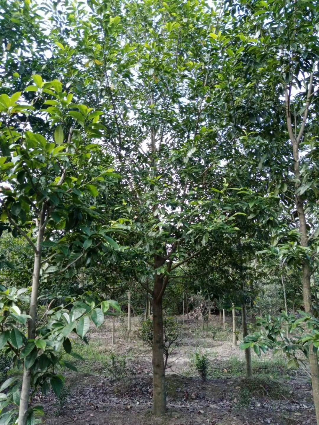  苗圃直供各规格精品乐昌含笑，量大从优，欢迎选购