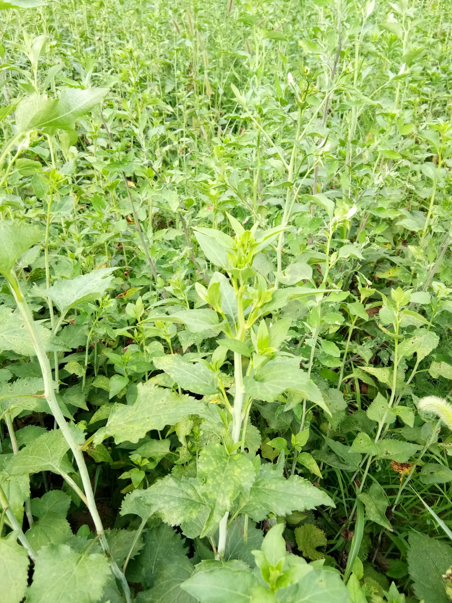 山芹种子  东风菜   大耳毛  种子