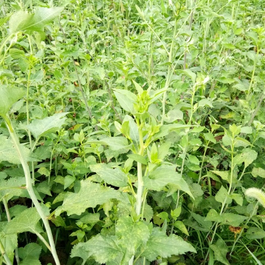 大石桥市山芹种子  东风菜   大耳毛  种子