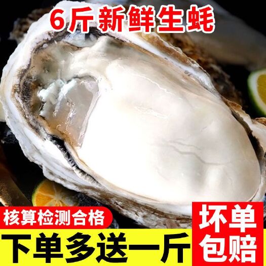 南宁长牡蛎 肥美生蚝，个大肉多，绿色健康