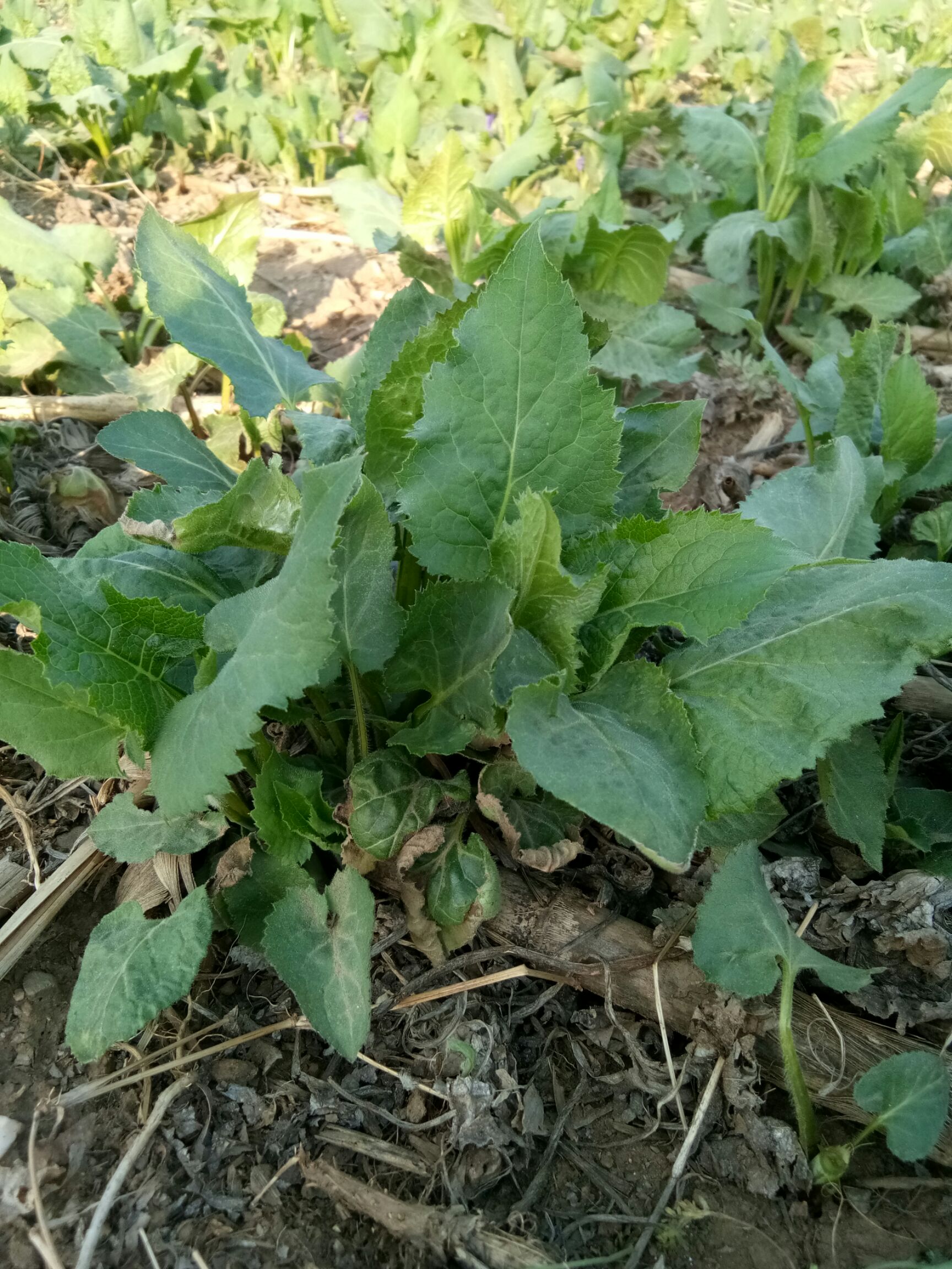 山芹种子  东风菜   大耳毛  种子