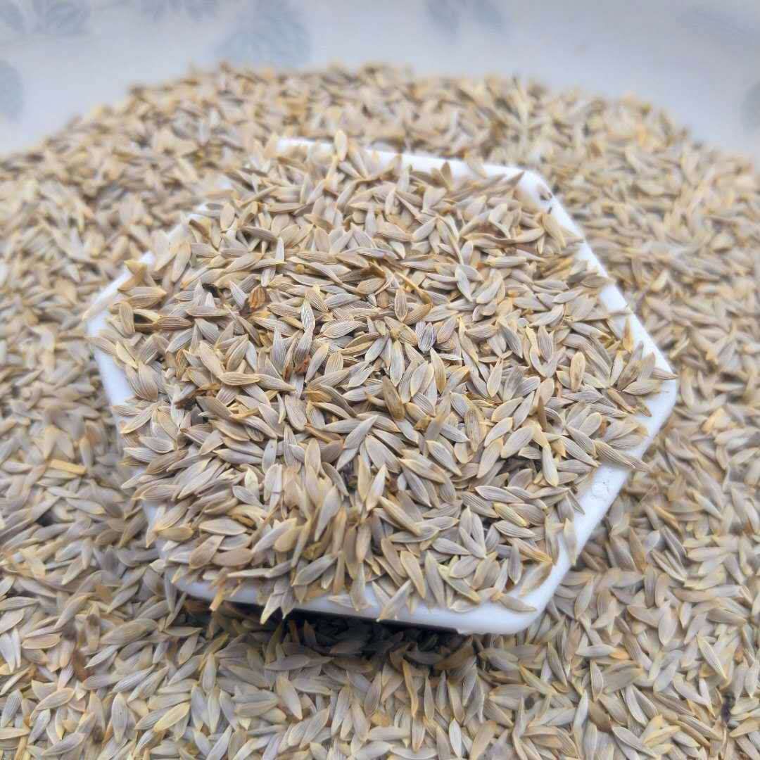 白芥子  白巨胜