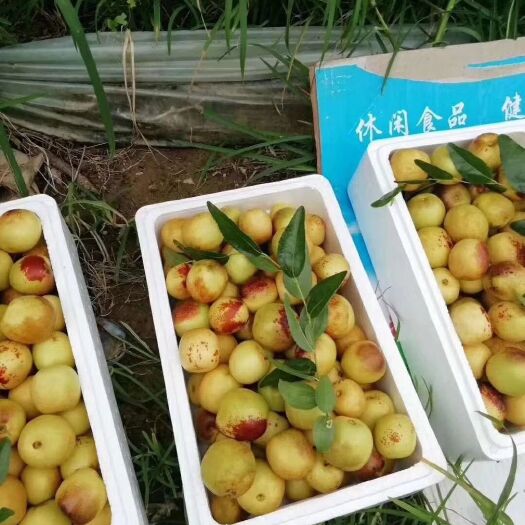 滨州沾化冬枣 山东产地直发，拼多多电商专用，一件代发