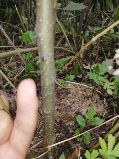 陇南大红袍花椒苗 陇南市武都大红袍花椒树苗