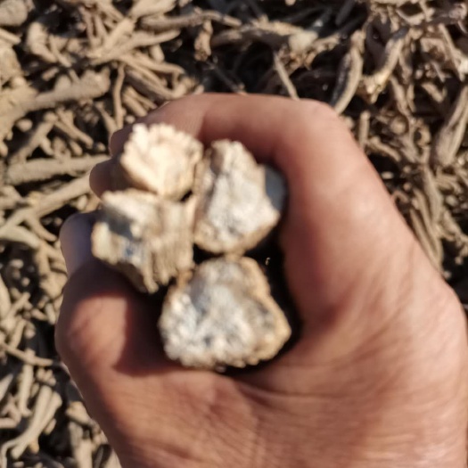 亳州 无硫白芷，牡丹，地黄，青皮，白术