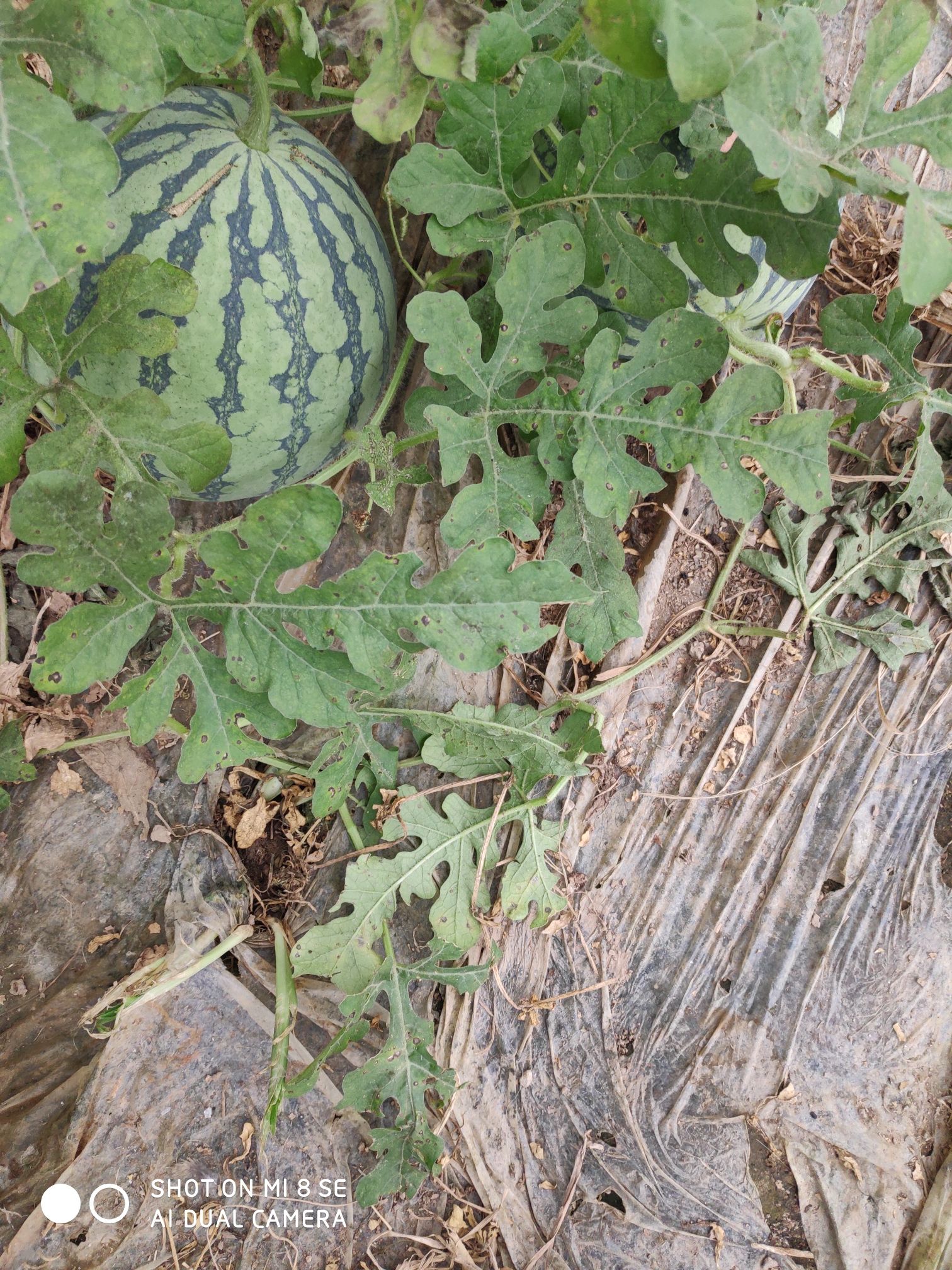 8424西瓜 有籽 红色 花皮 