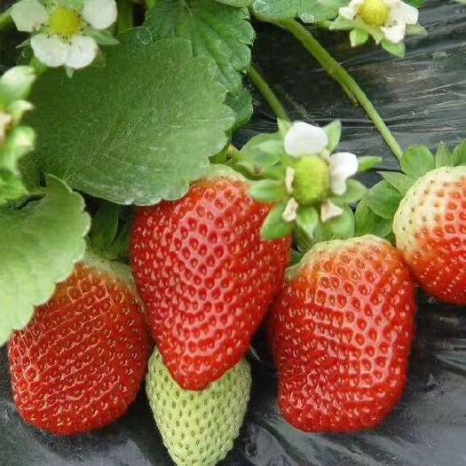 泰安 草莓苗 组培草莓苗 天仙醉草莓苗 圣诞红草莓苗  易管理