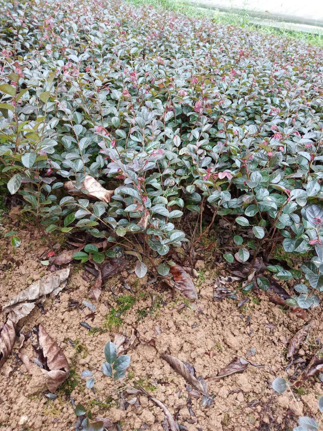 大叶红  红继木地苗