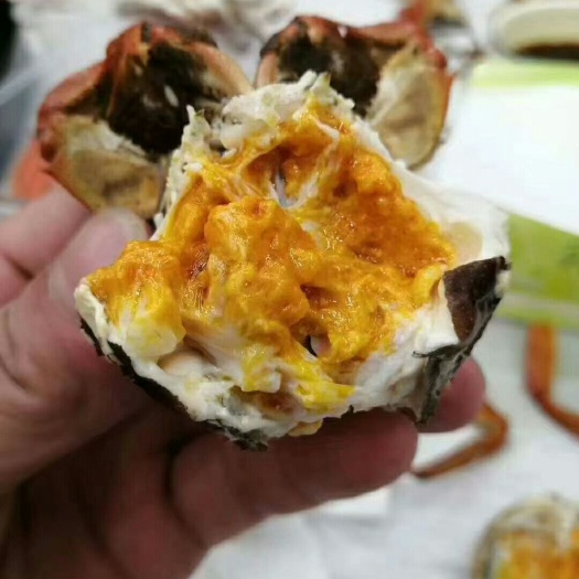稻田蟹 母蟹 2.0-2.5两