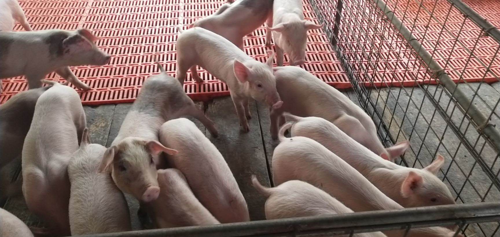沂南县杂交猪苗  猪场批发二元猪苗。一条龙试服务。放心养猪。