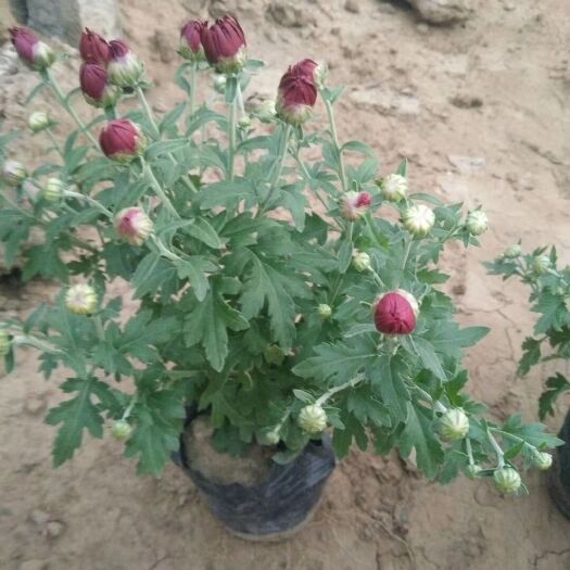 青州市国庆菊  万亩菊花种植基地