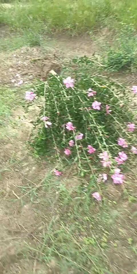 沭阳县红花木槿  木槿
