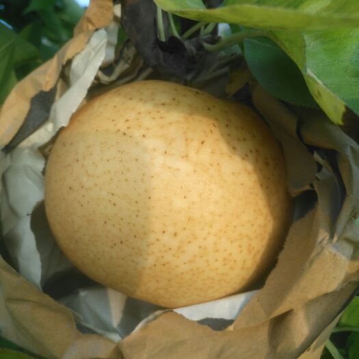 浚县晚秋黄梨 65mm以上 60-100g 
