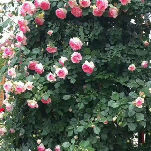沭阳县藤本月季花品种多颜色十几个五十到两米高规格齐全