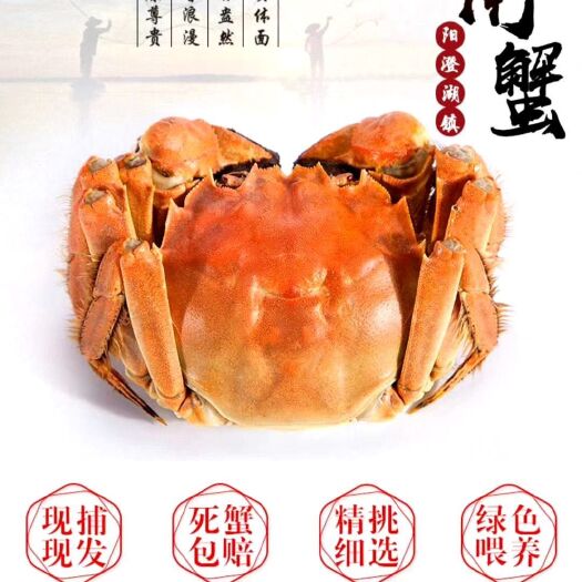 沭阳县稻田大闸蟹 统货 2.0-2.5两 