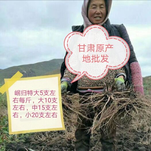 岷县岷当归  原产地农户自种岷归新货优惠