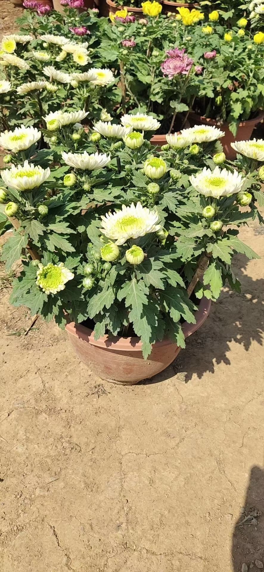 国庆菊  万亩菊花种植基地