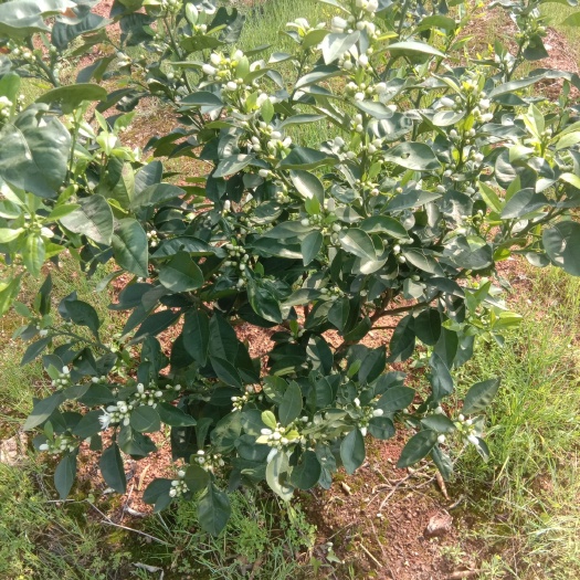 涟源市玳玳花 