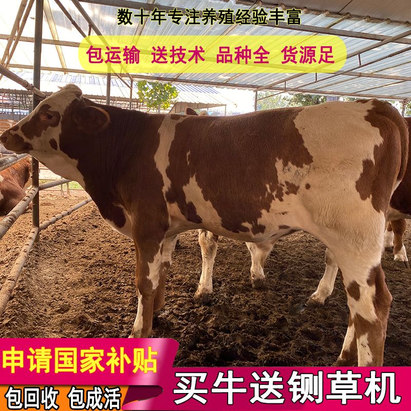 鲁西黄牛  买好牛联系我 包技术