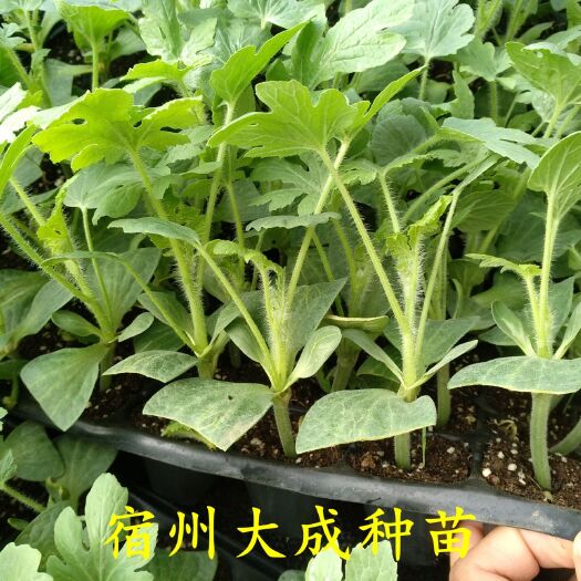 宿州美都西瓜苗